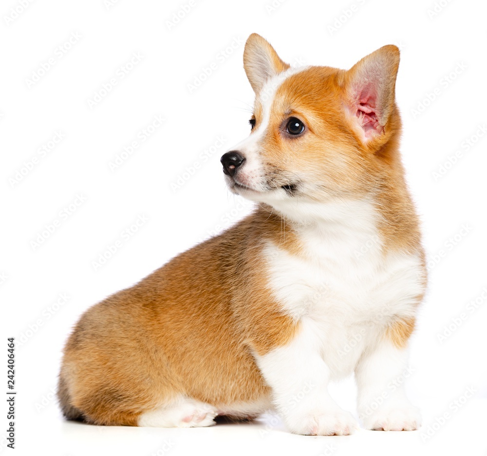 Welsh corgi puppy Dog Isolated on White Background in studio Welsh corgi puppy Dog Isolated on White Background in studio