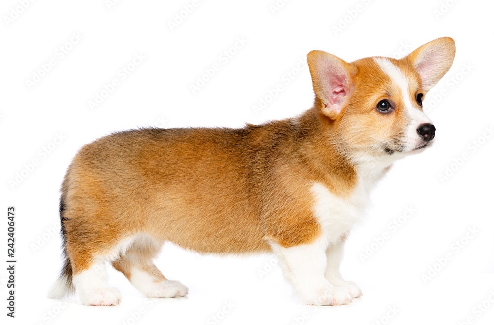 Welsh corgi puppy Dog Isolated on White Background in studio Welsh corgi puppy Dog Isolated on White Background in studio