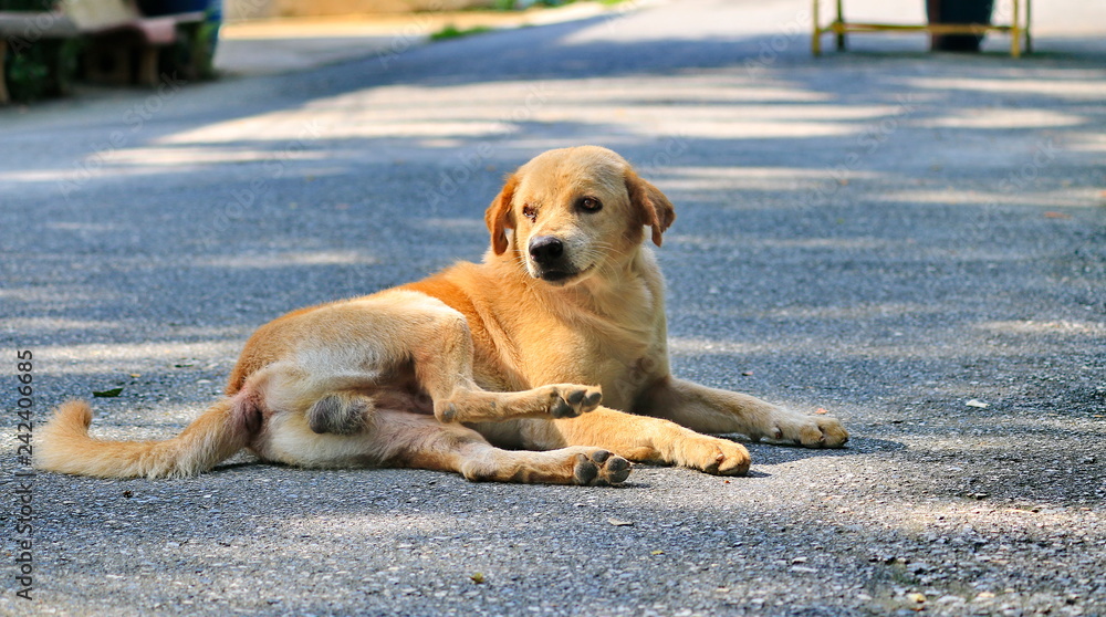 Dogs that are lying on the road naturally. Dogs that are lying on the road naturally.