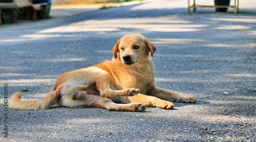 Dogs that are lying on the road naturally.