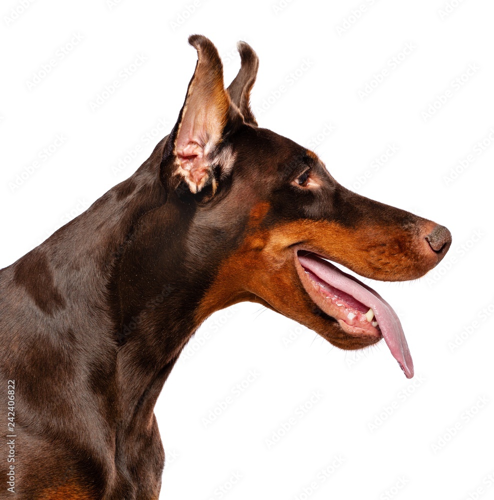 Doberman Dog Isolated on White Background in studio Doberman Dog Isolated on White Background in studio