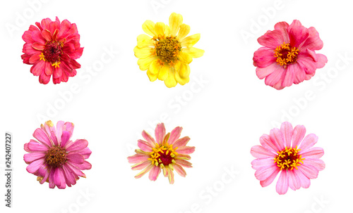 Flowers are pink petals. And another with yellow petals. On the white background. Isolated flowers picture. 
