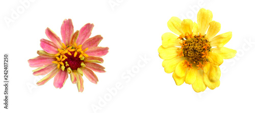 Flowers are pink petals. And flowers with pink petals. But there are flies. On the white background. Isolated flowers picture. 