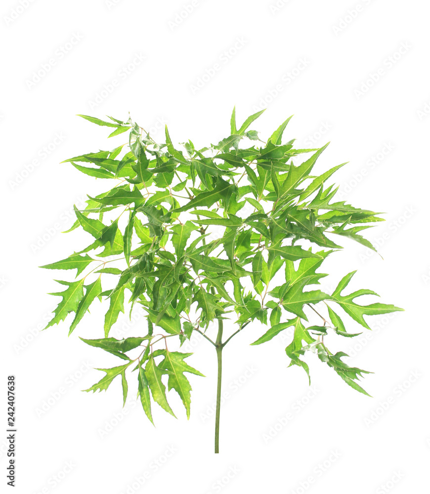 sian leaves green isolated on white sian leaves green isolated on white