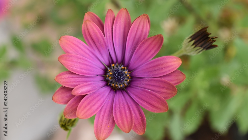 pink daisy flower in the garden pink daisy flower in the garden