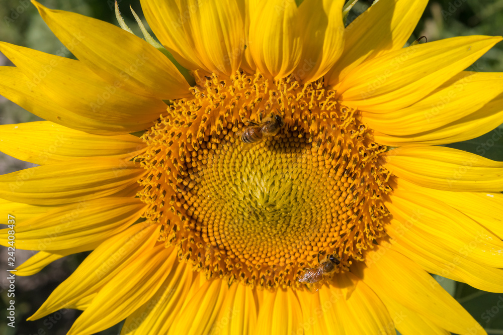 sunflower closeup with bees sunflower closeup with bees