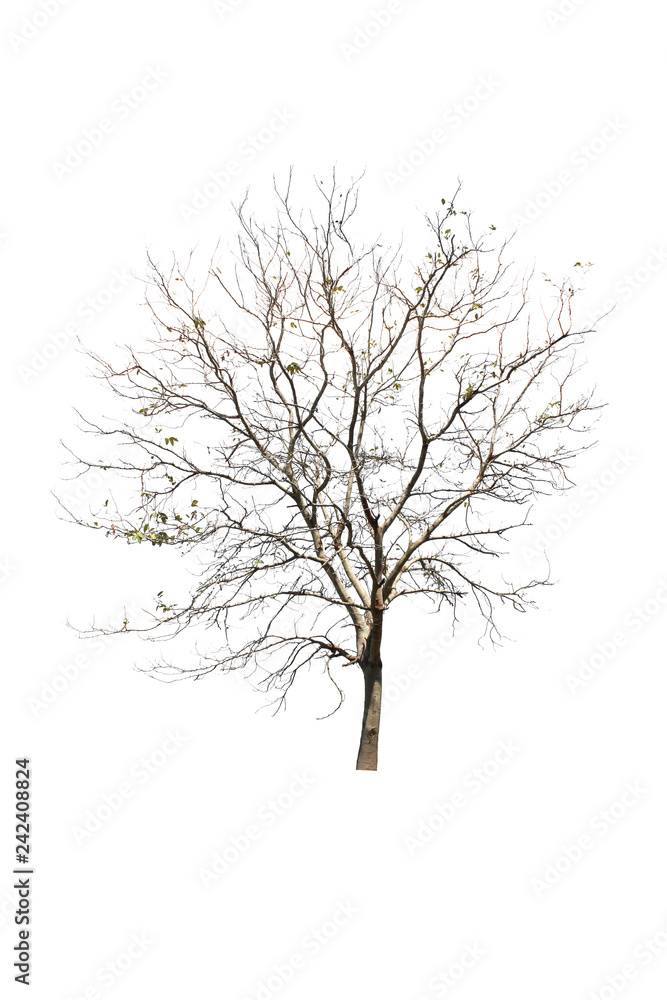 Dry tree on a white background Pictures of isolated trees Dry tree on a white background Pictures of isolated trees