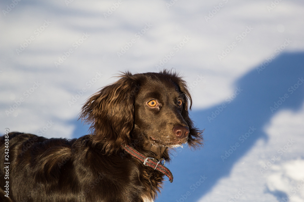 running through the snow puppy Spaniel running through the snow puppy Spaniel