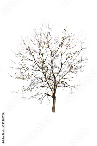  Dry tree on a white background Pictures of isolated trees