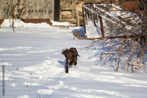 running through the snow puppy Spaniel