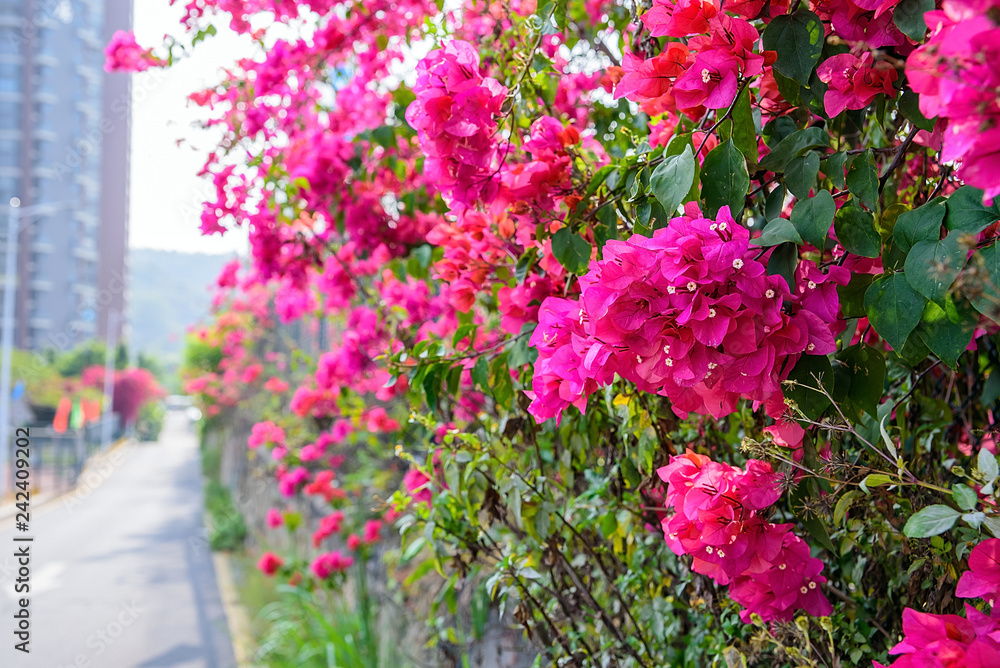 Spring flowers / sky beautiful bougainvillea