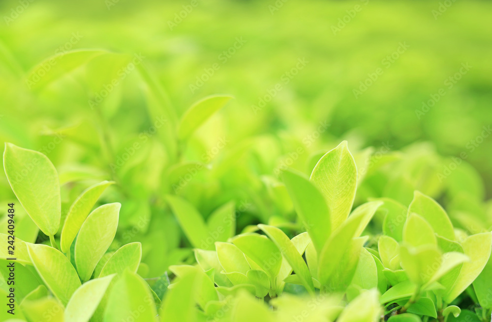 Green tree leaf on blurred background in the park with copy space and clean pattern. Close-up nature leaves in field for use in web design or wallpaper. Green tree leaf on blurred background in the park with copy space and clean pattern. Close-up nature leaves in field for use in web design or wallpaper.