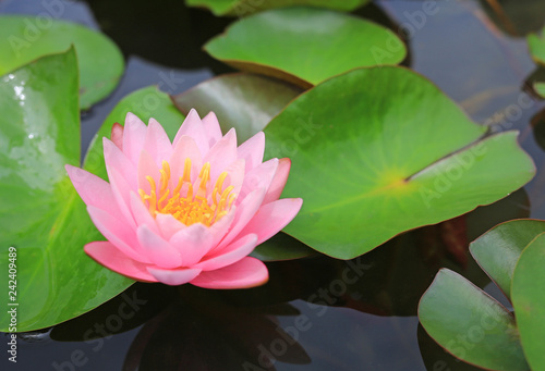 Beautiful pink Lotus flower in pond  Close-up Water lily and leaf in nature.