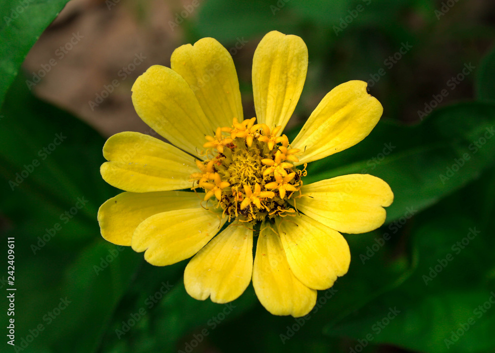 Yellow flower in the garden . Nature background. Yellow flower in the garden . Nature background.