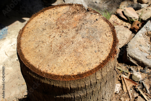 The tree trunk is cut in brown. Stump