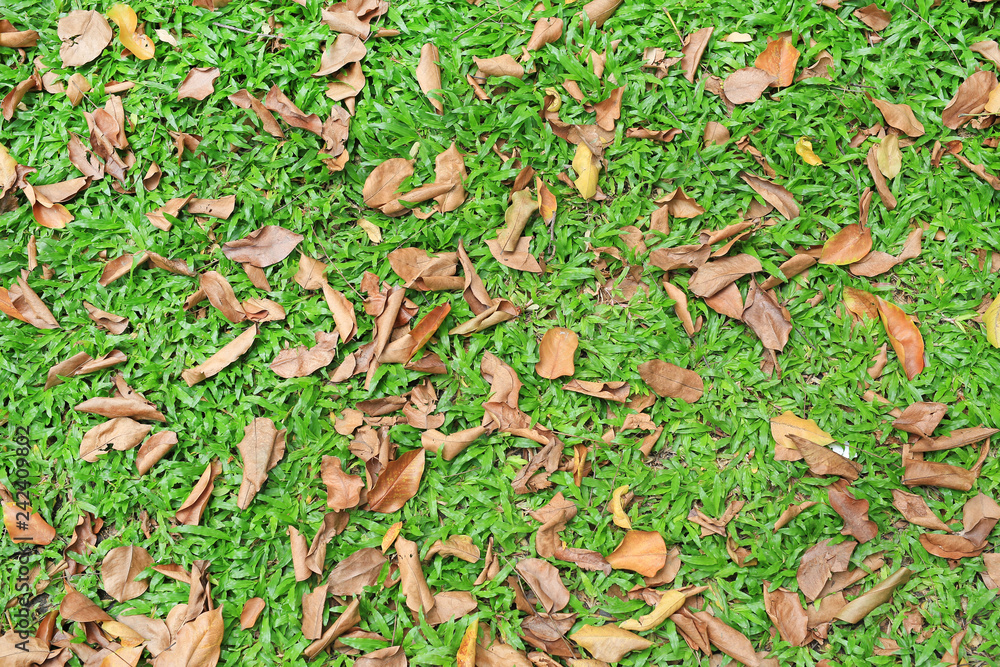Autumn dried leaves fall on green grass field. Above view. Autumn dried leaves fall on green grass field. Above view.