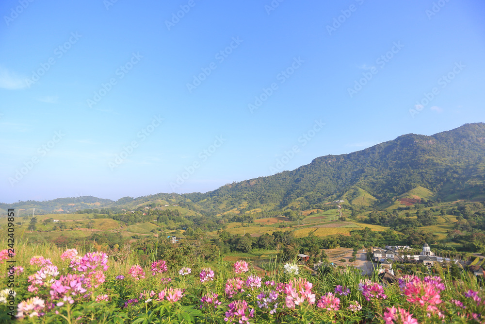 Beautiful landscape view of flower with blue sky mountain and village in Thailand. Beautiful landscape view of flower with blue sky mountain and village in Thailand.