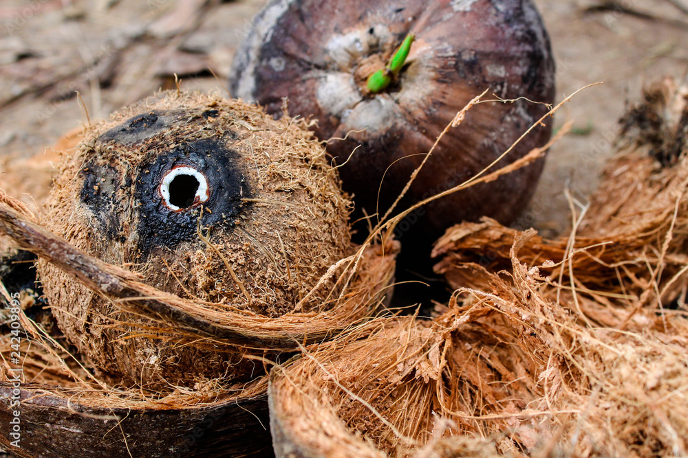 Close up view of Asian man grow coconut in the garden. Nature concept.