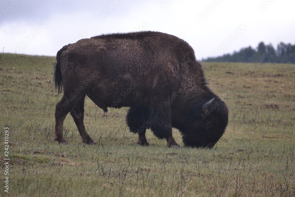 buffalo in field buffalo in field