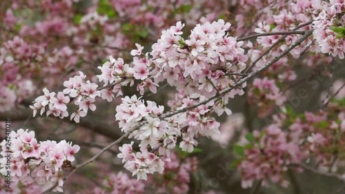 Cherry Blossom VI