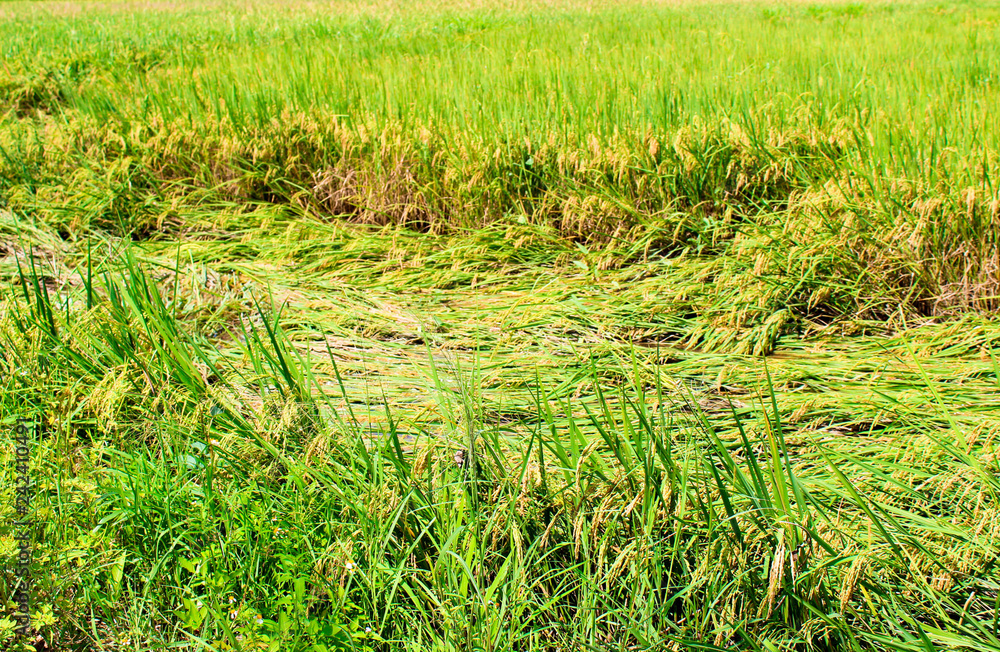 Rice paddy lying down in the field from storm. Rice paddy lying down in the field from storm.