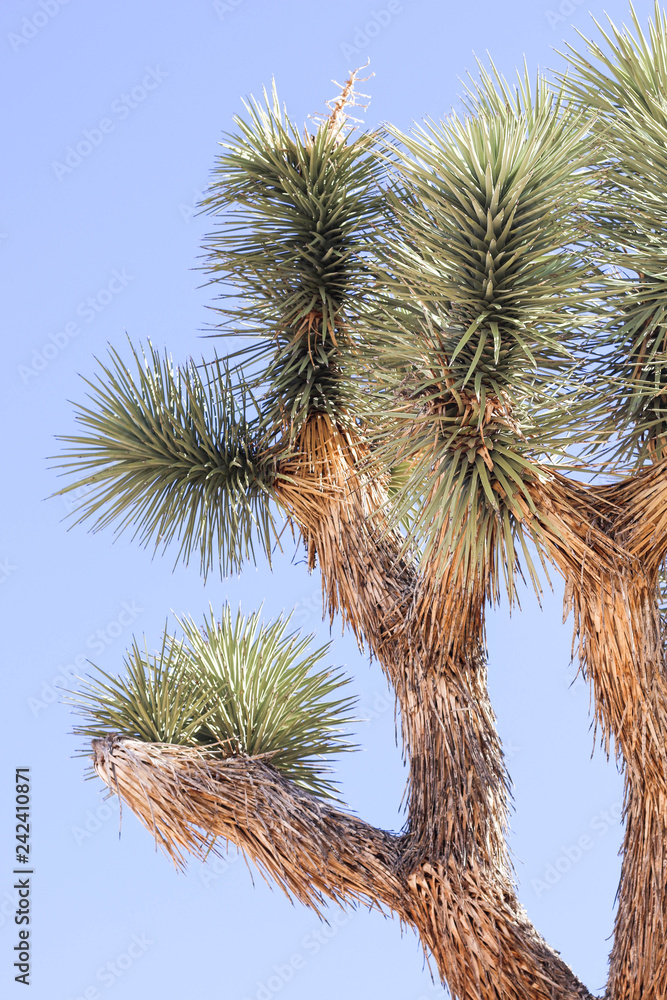 Naklejka premium joshua tree in winter