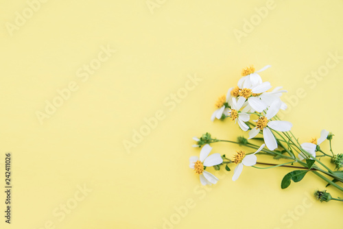 Spring beautiful white flowers poster background material / white flower © WR.LILI