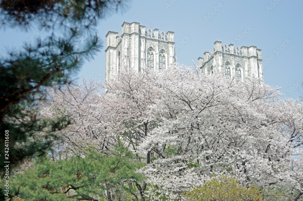大学の桜 大学の桜