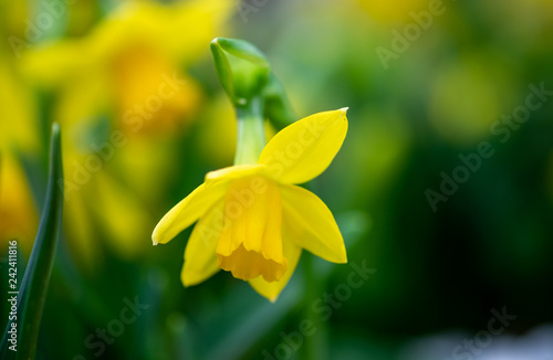 Macro shot of Daffodils or Narcissus growing in greenhouse