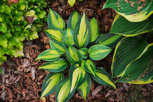 Hosta Magic Island planted together with heuchera Lime Marmalade in shady garden. Shade tolerant plants for garden design