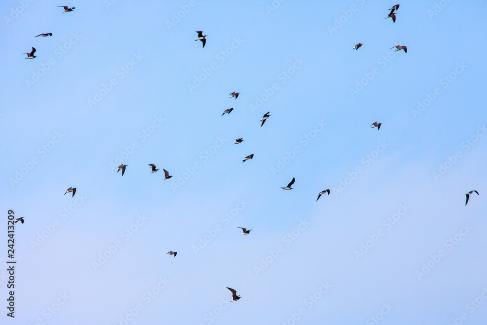Flock of Galapagos Blue Footed (Blue-Footed) Boobies flying over ocean water hunting fish in Saudi Arabia jeddah. Flock of Galapagos Blue Footed (Blue-Footed) Boobies flying over ocean water hunting fish in Saudi Arabia jeddah.