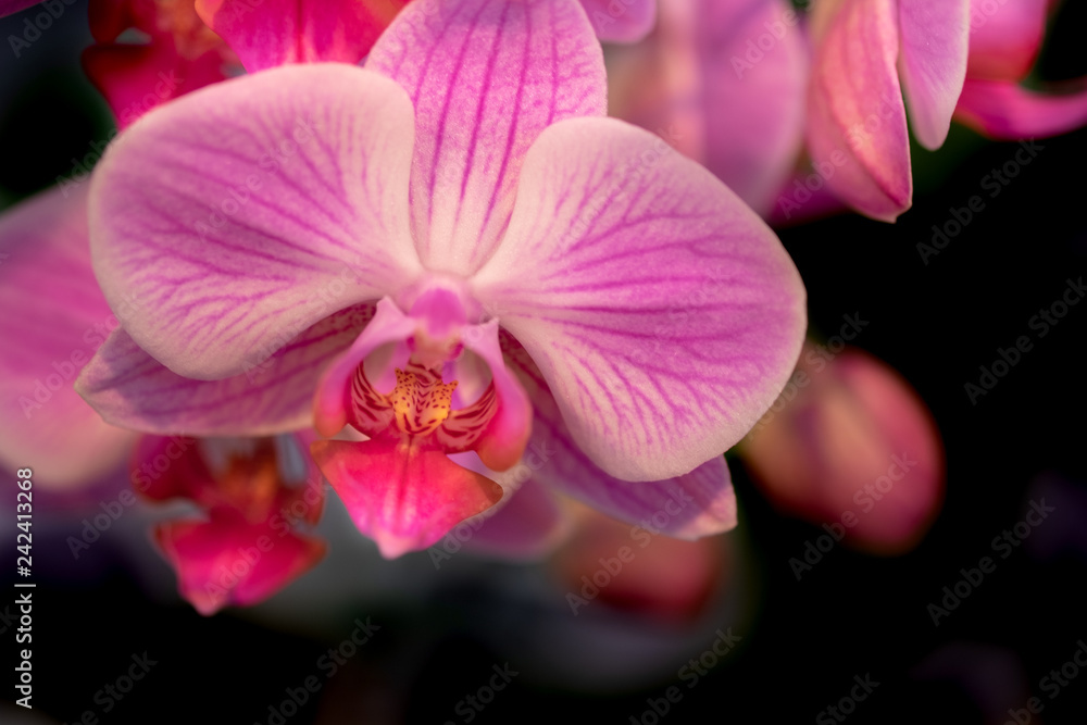 Beautiful orchid flowers on black background, grown at greenhouse Beautiful orchid flowers on black background, grown at greenhouse