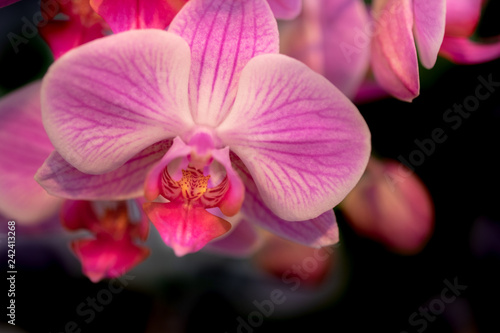 Beautiful orchid flowers on black background  grown at greenhouse