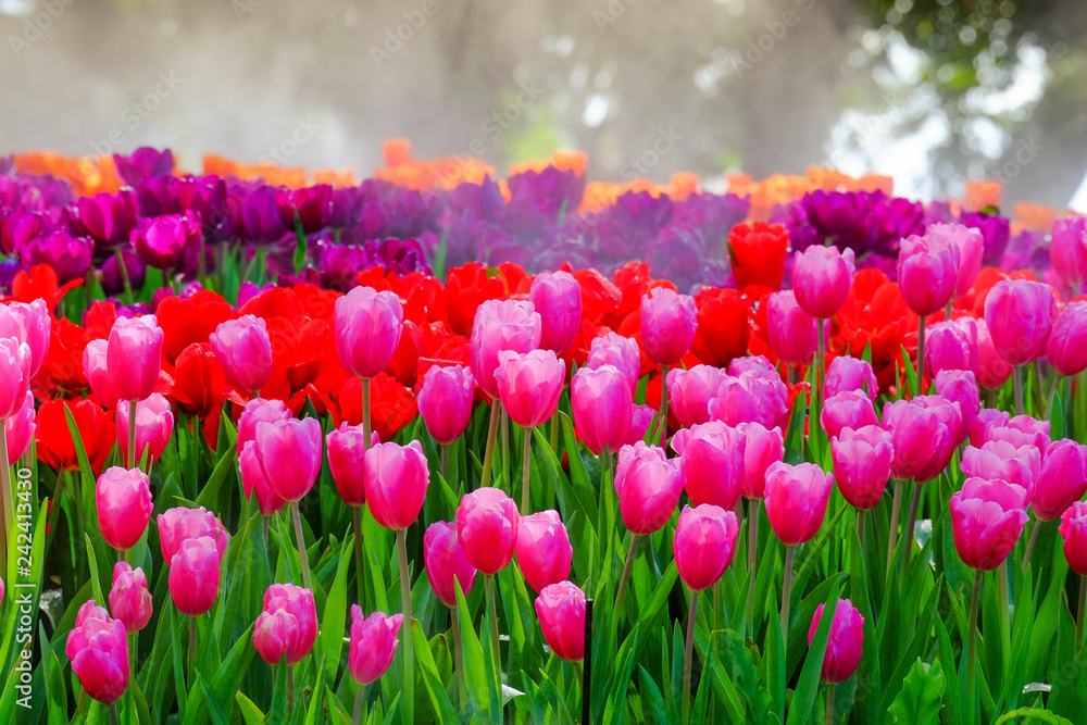 Flower garden, winter flower in Thailand, beautiful flower, straw flower. Tulip.