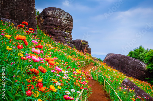 Flower garden, winter flower in Thailand, beautiful flower, straw flower. Tulip.