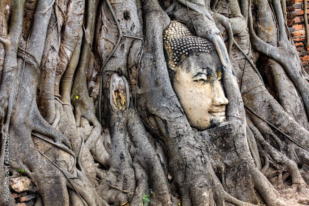 Ancient Buddha head in tree roots at Wat Mahathat in Ayutthaya historical park,Thailand.