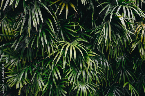 Green leaves nature background