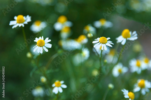 Camomile flowers in a field on a sunny day.