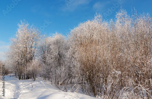 sunny landscape in the winter forest