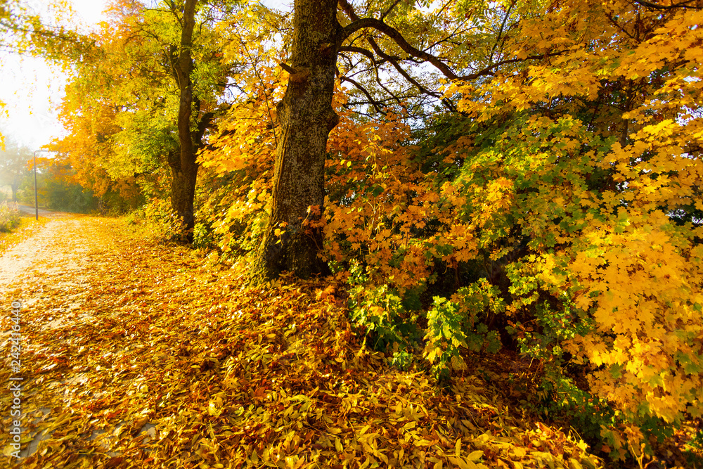 Beautiful autumn landscape. Colorful autumn trees. Sunrise in autumn. Beautiful autumn landscape. Colorful autumn trees. Sunrise in autumn.
