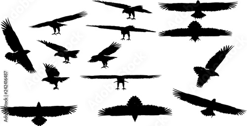 白頭ワシのシルエット Stock Vector Adobe Stock