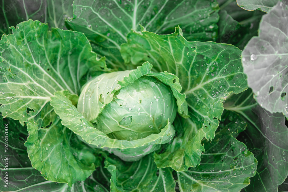 Cabbage closeup. freshly growing cabbage field, cabbage hurvest concept Cabbage closeup. freshly growing cabbage field, cabbage hurvest concept