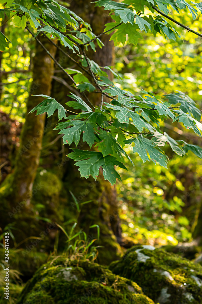 Fototapeta premium bright green summer maple leaves over mossy rocks and roots