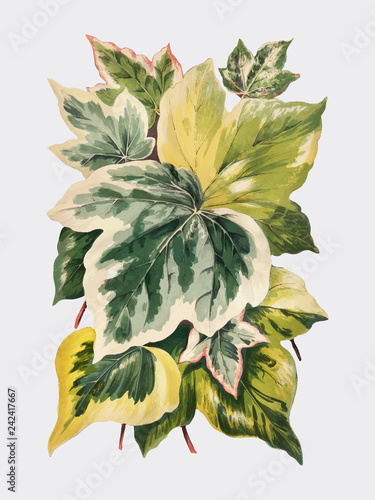 Vintage plants and leaves illustration