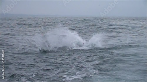 White Shark Breaching photo