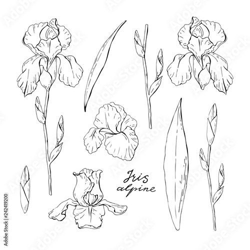 Fototapeta Naklejka Na Ścianę i Meble -  Set of clipart black and white iris, garden floral elements isolated on white background, vector