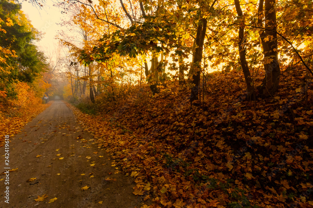 Obraz premium Beautiful autumn landscape. Autumn, fall landscape. Tree with colorful leaves.