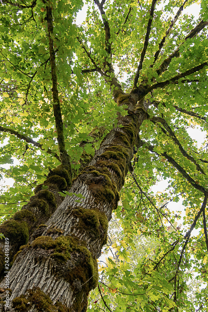 Fototapeta premium tall moss covered tree trunks leading up to canopy