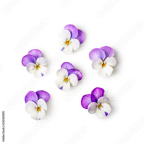 Pansy flowers.