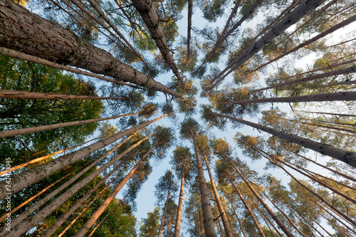 A happy gathering of tree tops